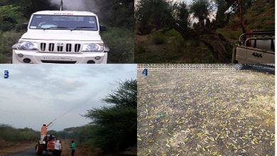 Photo of Locust control operations carried out in around 3 lakh hectares area in 9 states