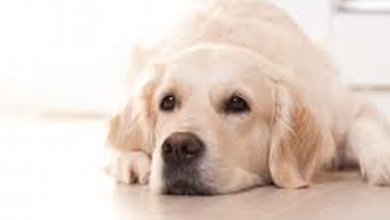 Photo of Free Canine First-Aid Workshop In Dehradoon