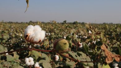 Photo of By Opting For Drip Irrigation, Cotton Farmers Can Save Water And Reap Profits