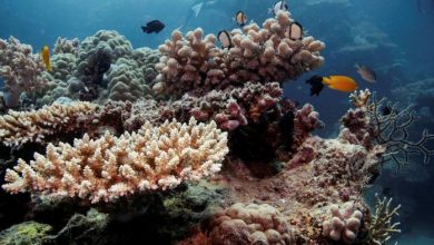 Photo of Great Barrier Reef ‘In Danger’ Due To Climate Change & Global Warming