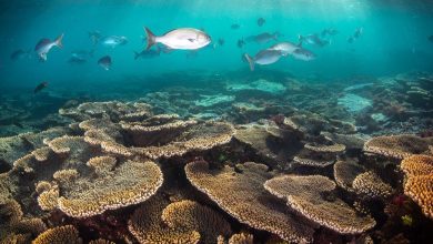 Photo of World’s Largest Coral Reef System-The Great Barrier Reef Under Threat Of  Mass Bleaching