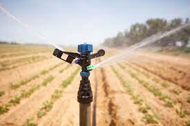 Photo of Drip Irrigation: Efficiently Watering Down The Cost Of Basmati Rice Cultivation