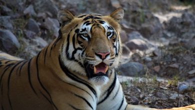 Photo of Tadoba Tiger Reserve, Maharashtra Plays Host For National Global Tiger Day Celebrations 2022