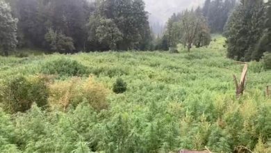 Photo of Central Bureau Of Narcotics Destroys 1,032 Hectares Of Illicit Cannabis Cultivation Himachal Pradesh
