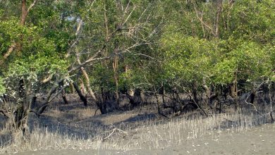 Photo of Loss And Damage In The Sundarbans