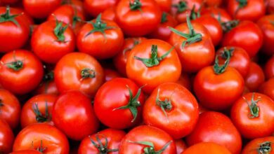 Photo of NCCF And NAFED To Sell Tomatoes At Rs 50 Per Kg From 15th Tomorrow