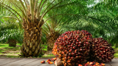 Photo of Palm Oil Continues To Be Major Driver Of Deforestation