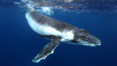 Photo of Fast Declining Whale Populations – Cause For Further Concern