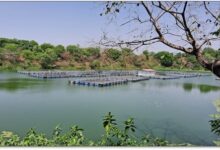 Photo of Coal Pits For Prosperity – CCL Fish Farming For Community Empowerment