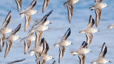 Photo of Climate Change Threatens Migratory Species Worldwide, Warns New UN Report