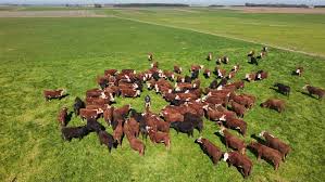 Photo of Climate Change Threatens Global Grazing Systems; Up to 50% Grazing Land May Become Unviable by 2100