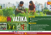 Photo of Punjab National Bank Launches ‘PNB Griha Vatika’ Digital Loan to Promote Rooftop Organic Farming