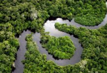 Photo of Climate change and deforestation interact to cascade impacts across the Amazon