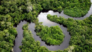 Photo of Climate change and deforestation interact to cascade impacts across the Amazon